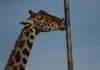 Jirafa Benito se integra a su manada en Africam Safari