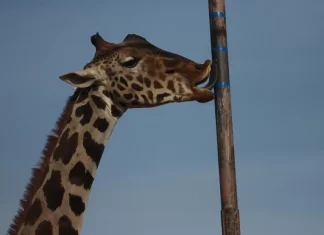 Jirafa Benito se integra a su manada en Africam Safari
