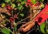 Inflación y crisis climática impacta en cultivo de café en Chiapas