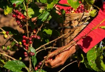 Inflación y crisis climática impacta en cultivo de café en Chiapas