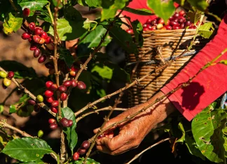 Inflación y crisis climática impacta en cultivo de café en Chiapas