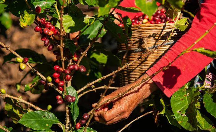 recoleccion-de-granos-de-cafe-en-chiapas (1)