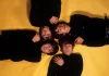 Casetes con grabaciones de los Beatles será subastado