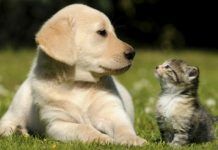 Congreso de CDMX aprobó reforma para garantizar custodia compartida de mascotas en caso de divorcio