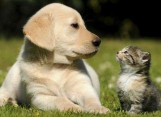 Congreso de CDMX aprobó reforma para garantizar custodia compartida de mascotas en caso de divorcio