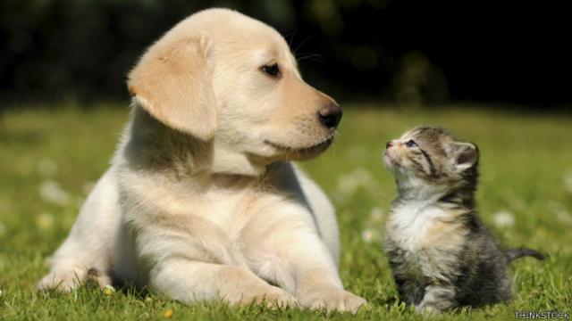 150612173542_mascota_promo_624x351_thinkstock