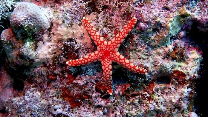 -como-se-reproducen-las-estrellas-de-mar-