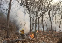 Combaten incendio forestal que ha consumido más de 500 hectáreas en Morelos