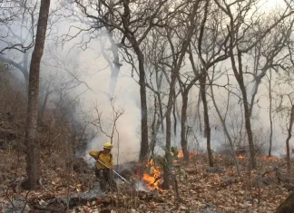 Combaten incendio forestal que ha consumido más de 500 hectáreas en Morelos