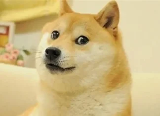 Murió Kabosu, perrita que inspiró mundialmente el meme Doge