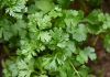 Palabras Más / Cilantro de oro