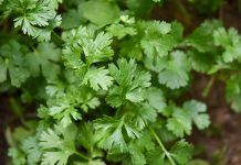 Palabras Más / Cilantro de oro