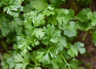 Palabras Más / Cilantro de oro
