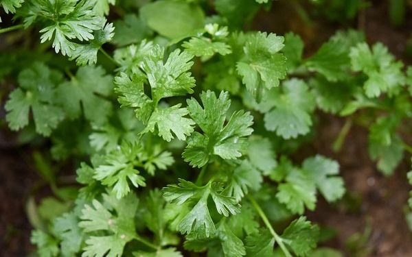 cilantro-b