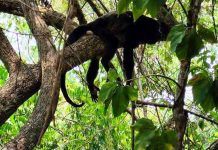 Suman 220 monos muertos en el sureste del país por el calor