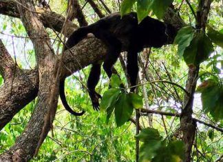 Suman 220 monos muertos en el sureste del país por el calor