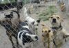De la Ciudad / Refugios de animales… ¿un infierno?