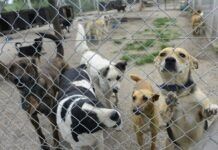 Publican en DOF decretos en materia de bienestar, vivienda y protección animal