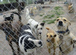 Publican en DOF decretos en materia de bienestar, vivienda y protección animal