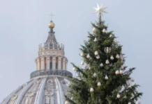 Recaban firmas para evitar tala de abeto destinado a árbol de Navidad en Plaza de San Pedro