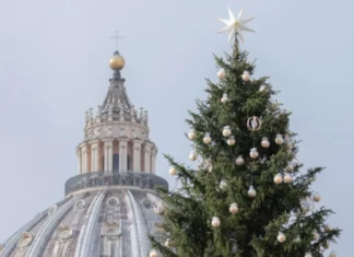 Recaban firmas para evitar tala de abeto destinado a árbol de Navidad en Plaza de San Pedro