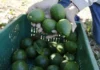 EU importará aguacate Hass guatemalteco