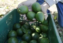EU importará aguacate Hass guatemalteco