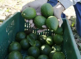 EU importará aguacate Hass guatemalteco