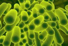 17 el total de bebés muertos por klebsiella oxytoca: SSA