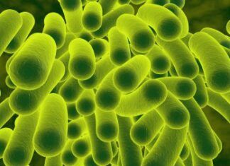 17 el total de bebés muertos por klebsiella oxytoca: SSA