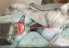Decomisan mil 500 kilos de fentanilo en Sinaloa