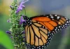 Población de mariposas monarcas registra un mínimo histórico en California