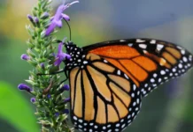Población de mariposas monarcas registra un mínimo histórico en California