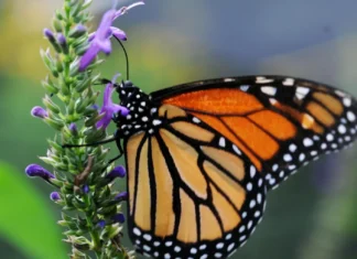 Población de mariposas monarcas registra un mínimo histórico en California