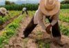 ¿Izquierda sin vocación agrarista?