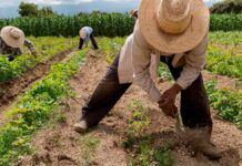 ¿Izquierda sin vocación agrarista?