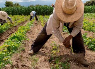 ¿Izquierda sin vocación agrarista?