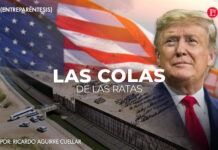 Las colas de las ratas