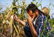 ¡Se “calienta el comal” en el agro!