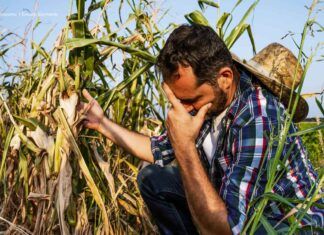 ¡Se “calienta el comal” en el agro!