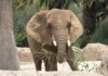SCJN aprobó amparo a elefante Ely; autoridades deben garantizar su bienestar