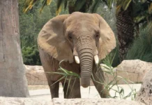 SCJN aprobó amparo a elefante Ely; autoridades deben garantizar su bienestar