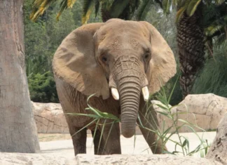 SCJN aprobó amparo a elefante Ely; autoridades deben garantizar su bienestar