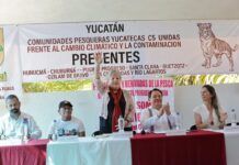 Primer zarpazo de Tigres del Golfo y la Semanart: inician formalmente jornada nacional de reforestación de manglares en 6 estados de México