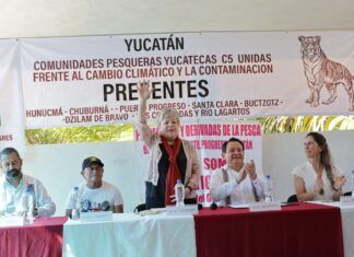 Primer zarpazo de Tigres del Golfo y la Semanart: inician formalmente jornada nacional de reforestación de manglares en 6 estados de México