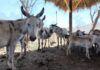 Alrededor de 200 animales más ya fueron trasladados de Ostok Culiacán a Mazatlán
