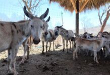 Alrededor de 200 animales más ya fueron trasladados de Ostok Culiacán a Mazatlán