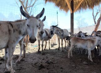 Alrededor de 200 animales más ya fueron trasladados de Ostok Culiacán a Mazatlán