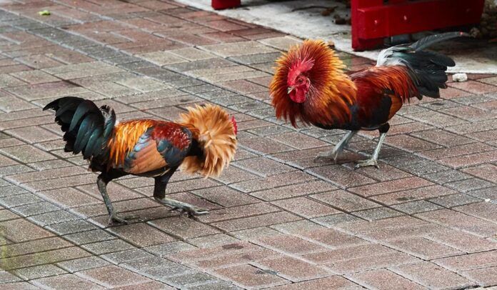 pelea gallos