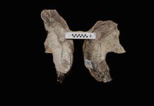 Restos fósiles de bebé mamut
